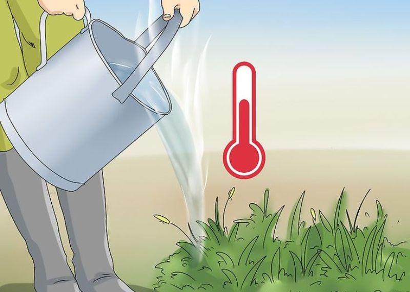 Pour boiling water to kill weeds