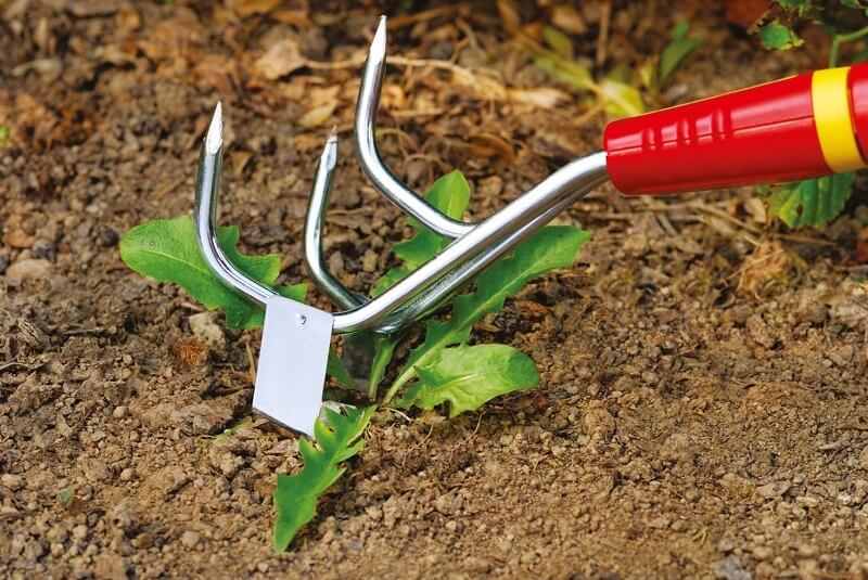 Remove Weeds using Hoe Cultivator