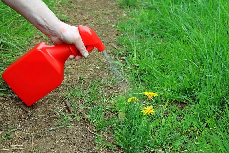 Vinegar solution to kill weeds